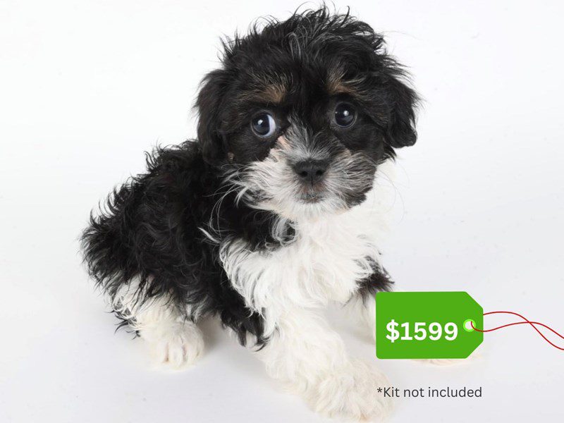 Shihpoo-Dog-Female-Tri-Colored-5077396-XO PUPS
