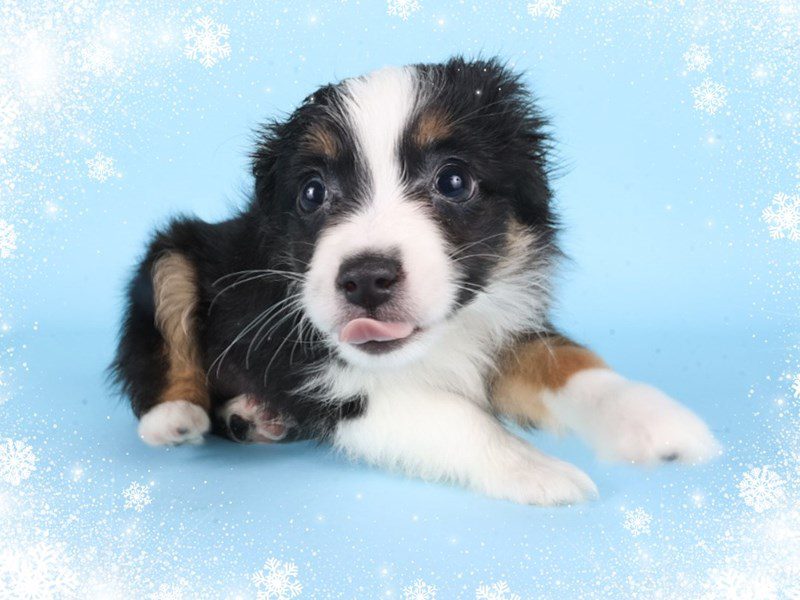 Miniature Australian Shepherd-Dog-Male-Black/Tri-5080712-XO PUPS