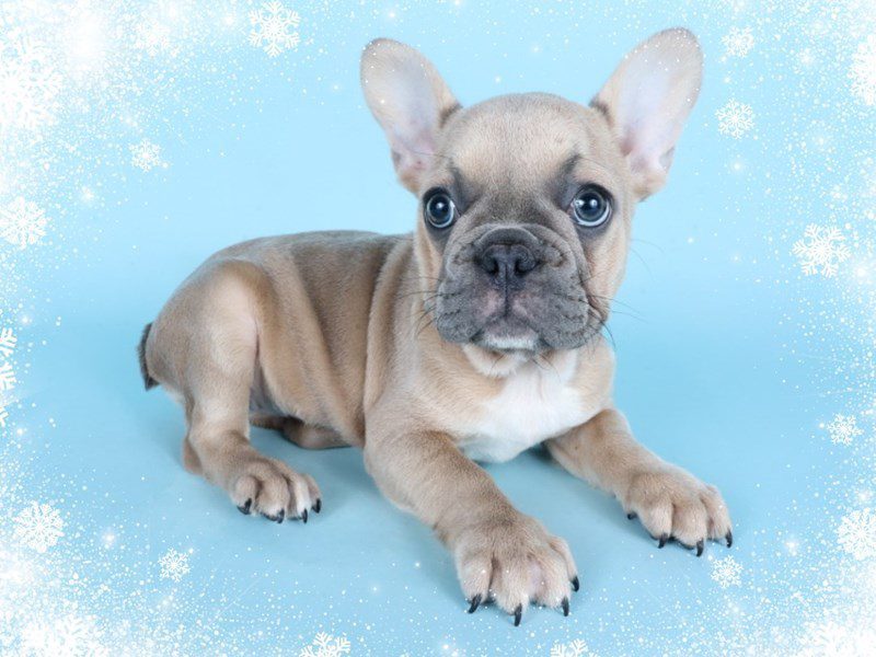 [#14849] Blue/Fawn Female French Bulldog Puppies For Sale #2