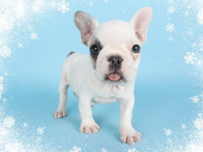 [#14848] White/Fawn Female French Bulldog Puppies For Sale #2