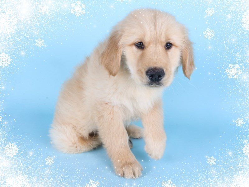 [#14845] Golden Male Golden Retriever Puppies For Sale #2
