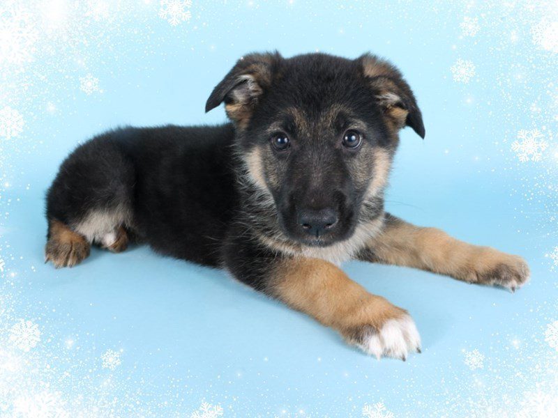 [#14843] Black & Tan Female German Shepherd Puppies For Sale #2