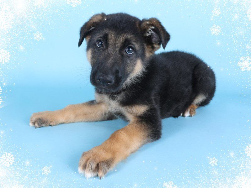 [#14842] Black & Tan Male German Shepherd Puppies For Sale #2