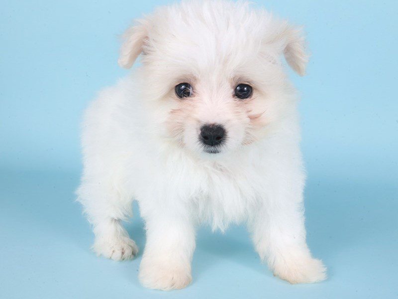 [#14889] White/Cream Female Pomapoo Puppies For Sale #2