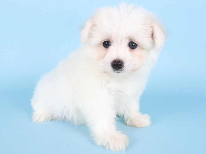 [#14888] White/Cream Female Pomapoo Puppies For Sale #2