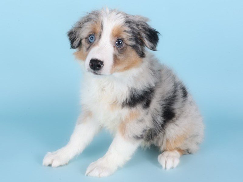 [#14886] Blue Merle Female Miniature Australian Shepherd Puppies For Sale #2