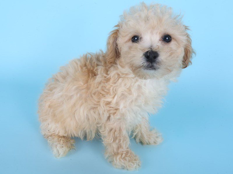 [#14885] Apricot Male Poochon Puppies For Sale #2