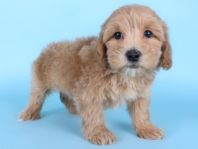 [#14876] Apricot Male Lhasapoo Puppies For Sale #2