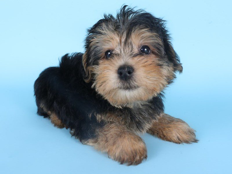 [#14873] Black/Tan Male Yorkiepoo Puppies For Sale #2