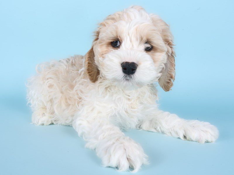 Cockapoo-Dog-Male-White and Apricot-5083528-XO PUPS