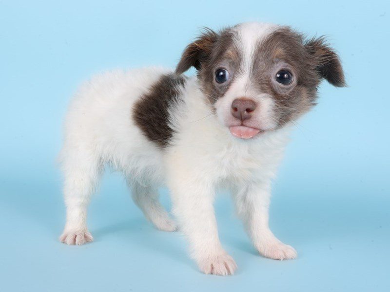 [#14870] Lavender Male Chihuahua/Toy Fox Terrier Puppies For Sale #3