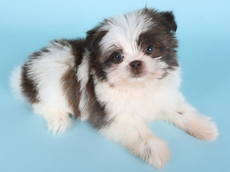 [#14866] Female Pom-Shi Puppies For Sale #3