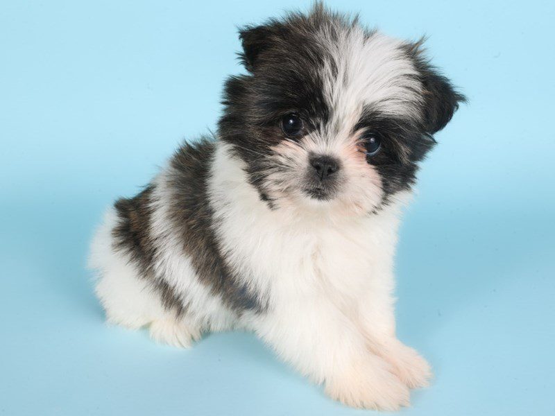 [#14865] Brindle / White Female Pom-Shi Puppies For Sale #3