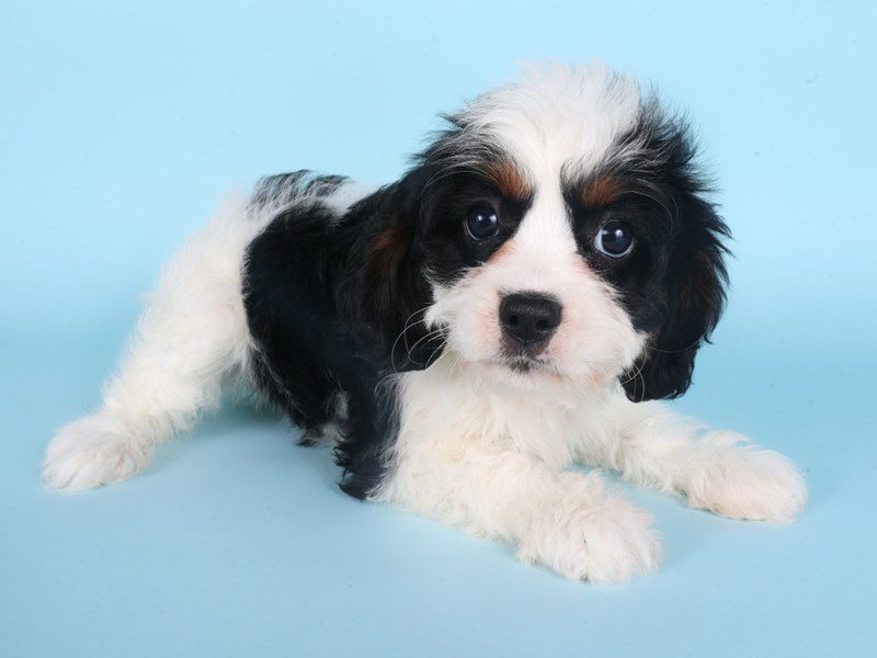 [#14859] Tri-Colored Female Miniature Bernedoodle Puppies For Sale #3