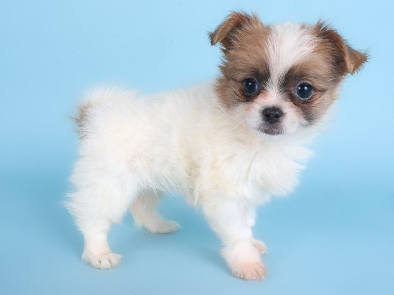 [#14864] Lavender Female Pom-Shi Puppies For Sale #3