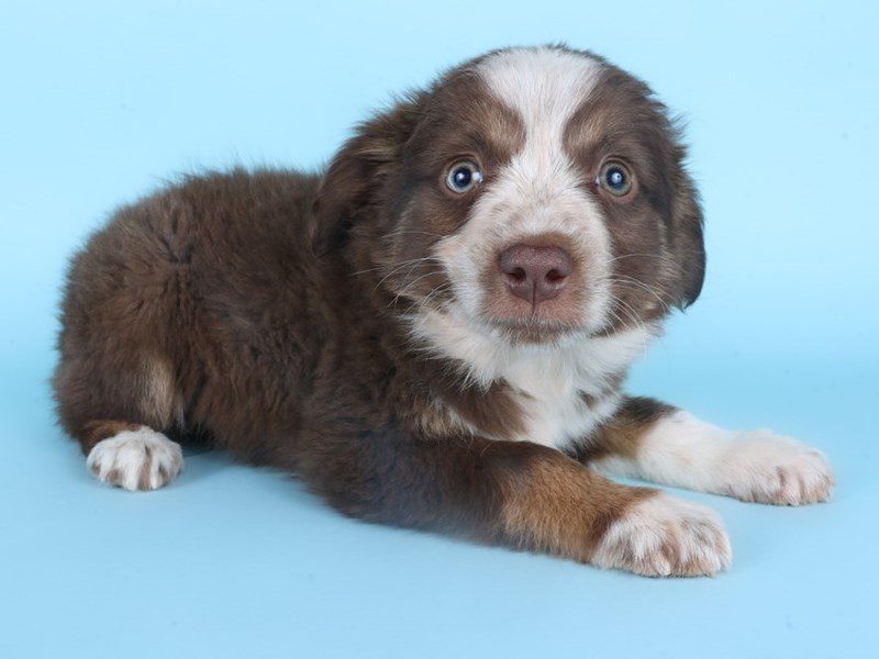 [#14890] Red Tan / White Male Miniature Australian Shepherd Puppies For Sale #3