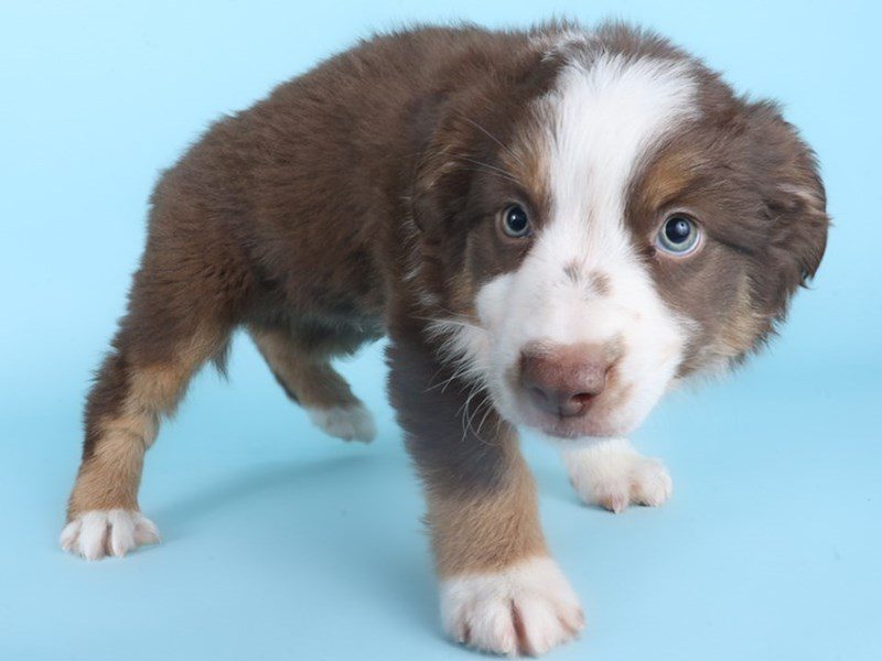 [#14891] Red Tan / White Male Miniature Australian Shepherd Puppies For Sale #3