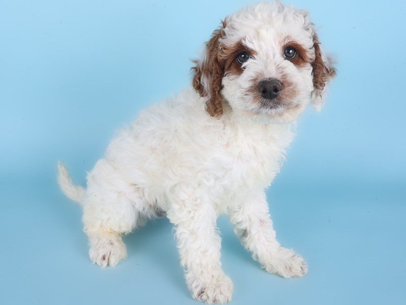 Bernedoodle Mini-Dog-Male-Apricot-5085048-XO PUPS