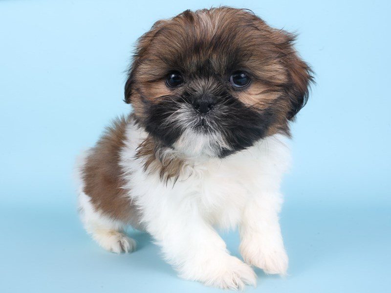 [#14893] Sable / White Male Shih Tzu Puppies For Sale #3