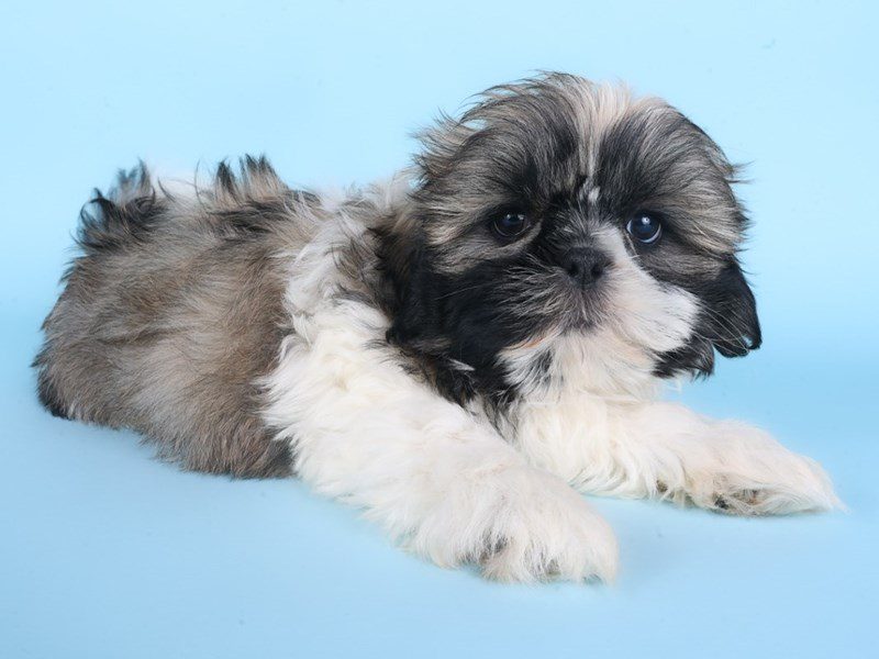 Shih Tzu-Dog-Male-Black Sable-5085050-XO PUPS