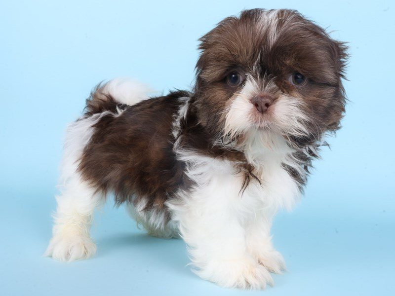 [#14895] Chocolate Male Shih Tzu Puppies For Sale #3