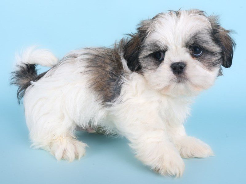 [#14896] Sable Male Shih Tzu Puppies For Sale #3