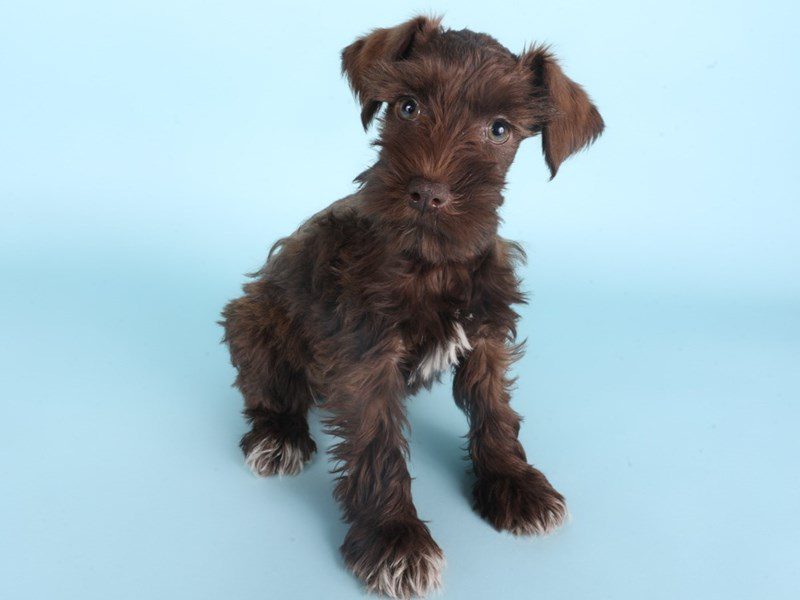 [#14898] Chocolate Female Miniature Schnauzer Puppies For Sale #3