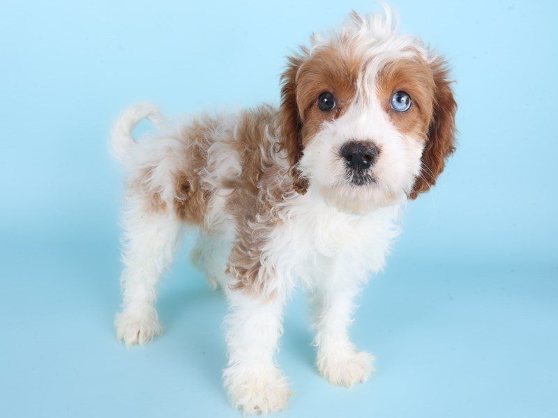 [#14900] Fawn / White Female Bernedoodle Mini Puppies For Sale #3
