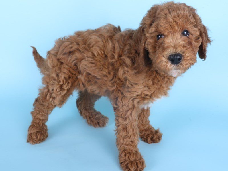 Goldendoodle Mini 2nd Gen-Dog-Female-Red-5085063-XO PUPS