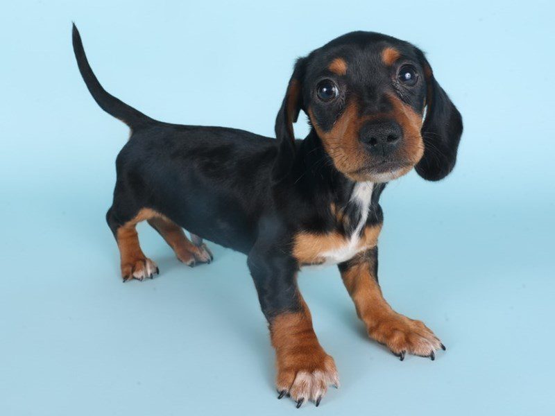 [#14904] Black and Tan Male Miniature Dachshund Puppies For Sale #2