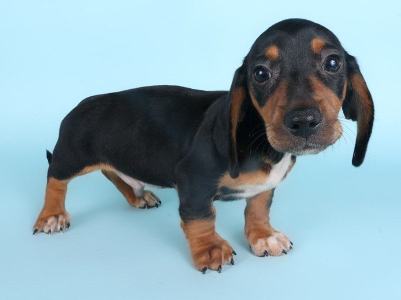 [#14905] Black and Tan Male Miniature Dachshund Puppies For Sale #2