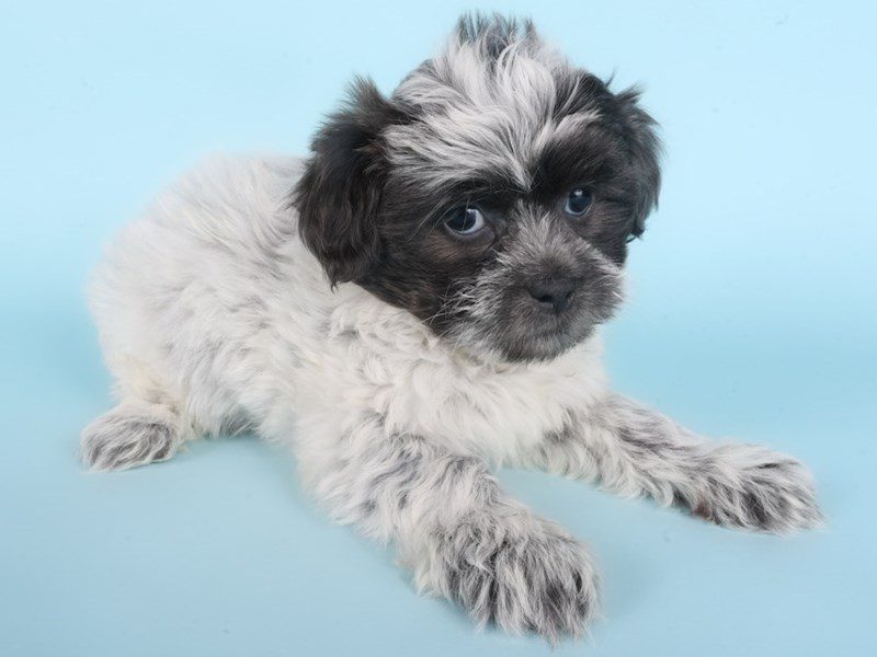 [#14907] Blue & White Female Shihpoo Puppies For Sale #2