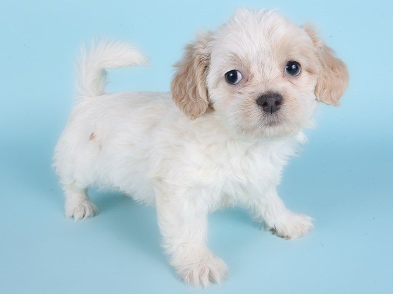 [#14908] Cream & White Female Shihpoo Puppies For Sale #2