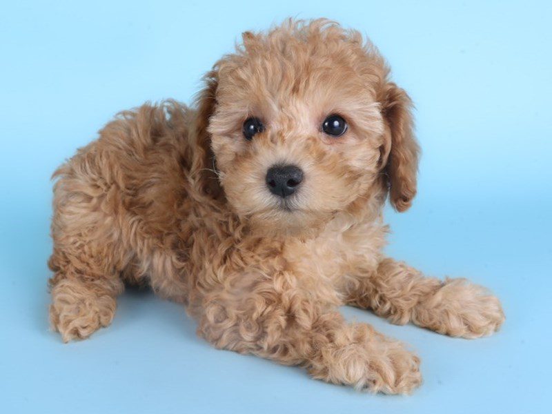 Miniature Poodle-Dog-Female-Red-5085833-XO PUPS