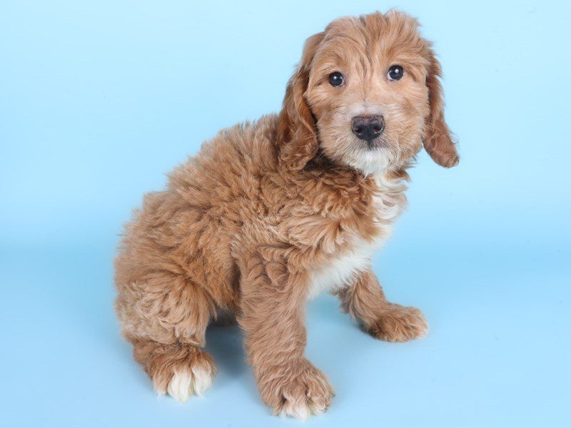 [#14909] Apricot Female Miniature Goldendoodle F1B Puppies For Sale #2