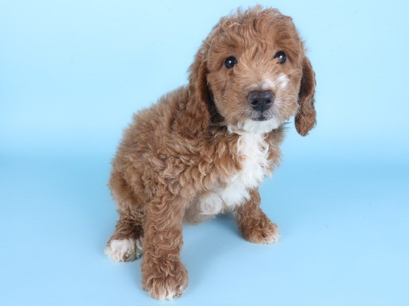 [#14910] Apricot Female Miniature Goldendoodle F1B Puppies For Sale #2