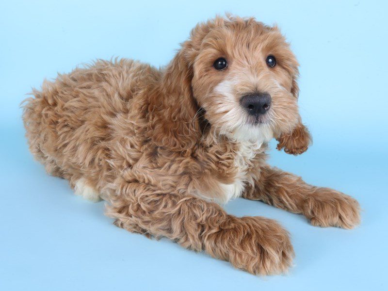 [#14911] Apricot Male Miniature Goldendoodle F1B Puppies For Sale #2