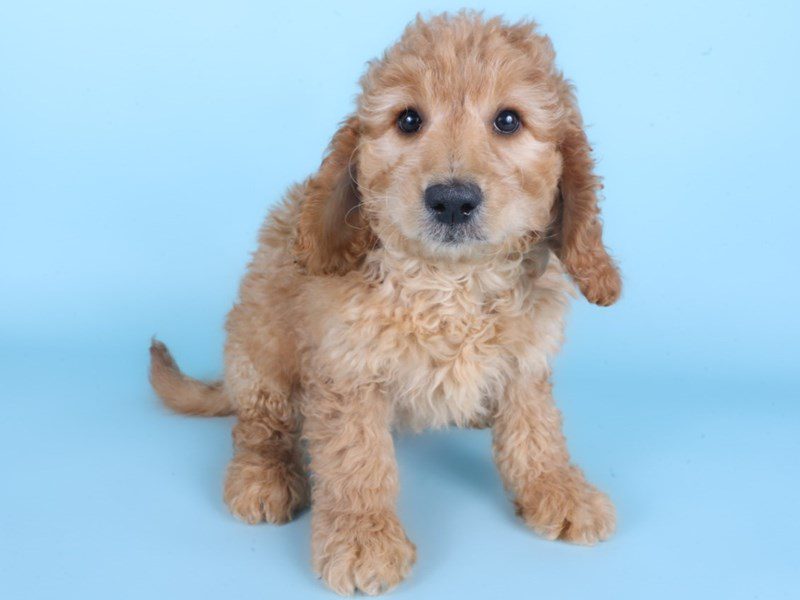 [#14912] Apricot Male Miniature Goldendoodle F1B Puppies For Sale #2