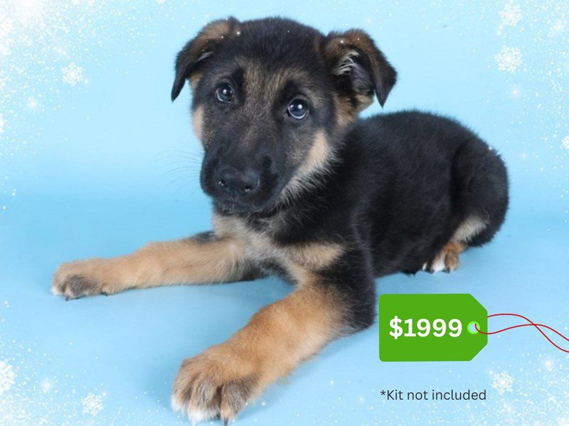 German Shepherd-Dog-Male-Black & Tan-5080654-XO PUPS
