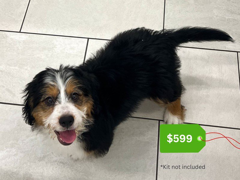 Miniature Bernedoodle-Dog-Female-Tri-Colored-5072755-XO PUPS