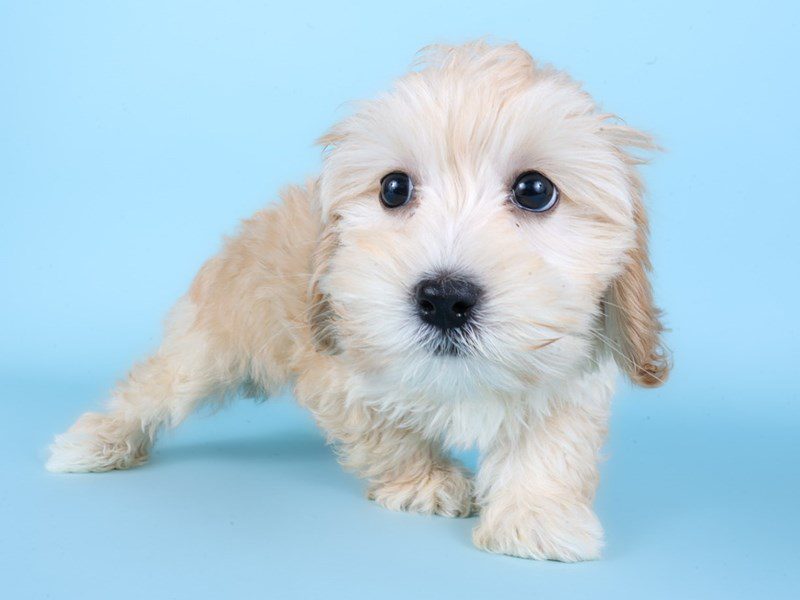 [#14916] Apricot Female Lhasapoo Puppies For Sale #2