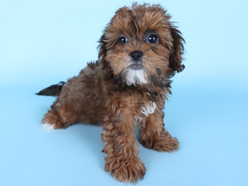 [#14868] Red Sable Female Shihpoo Puppies For Sale #3