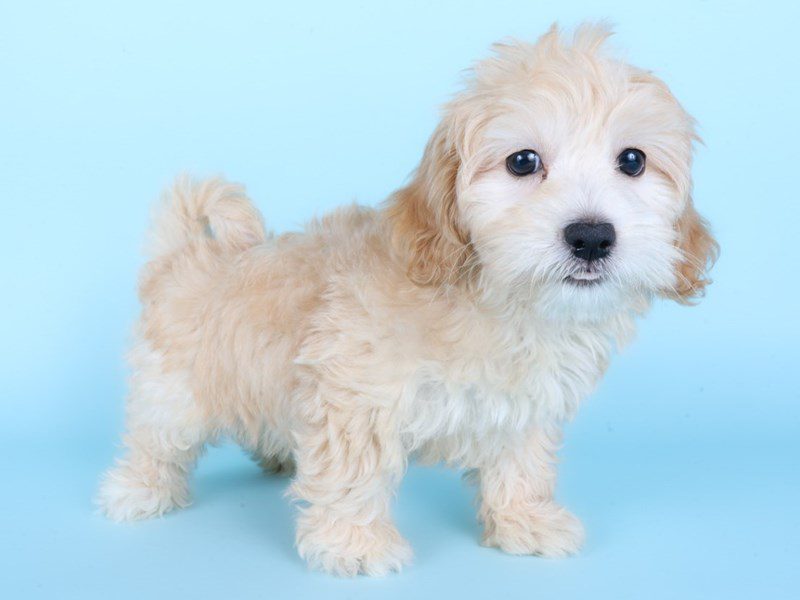 [#14879] Apricot Female Lhasapoo Puppies For Sale #2
