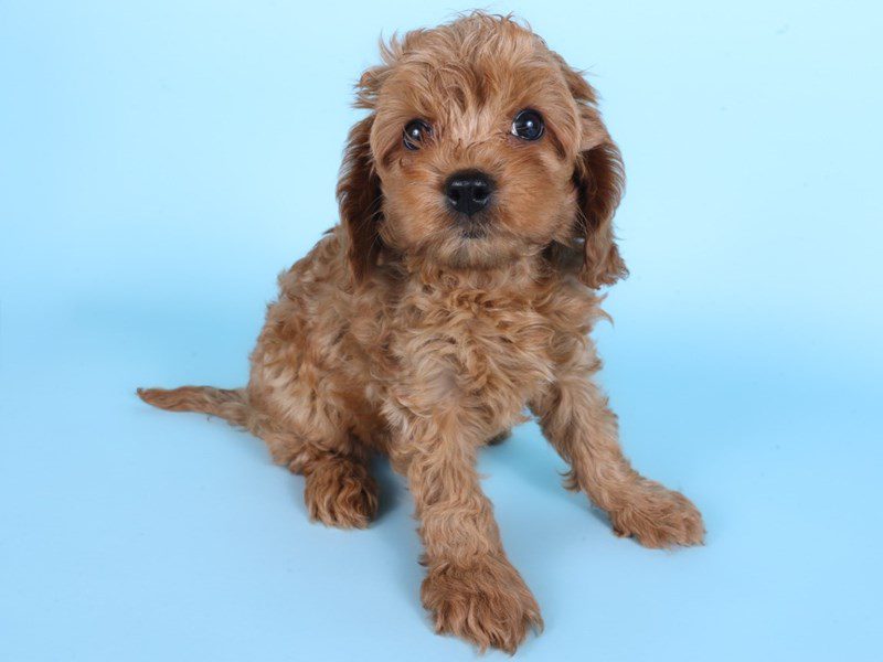 Cavapoo-Dog-Male-Red-5086388-XO PUPS