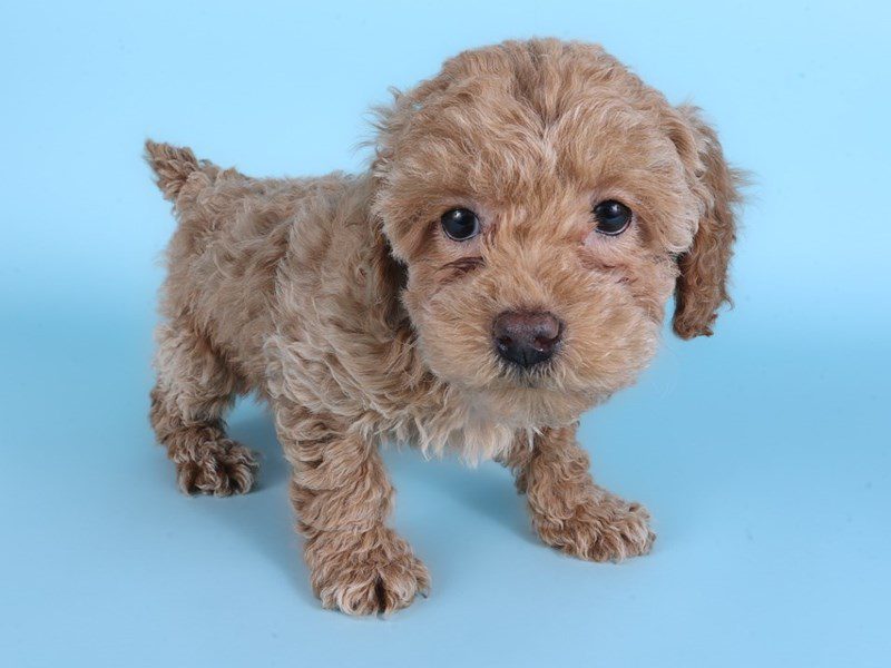 [#14918] Apricot Female Poodle Mini Puppies For Sale #3