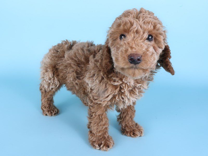 [#14919] Apricot Male Poodle Mini Puppies For Sale #3