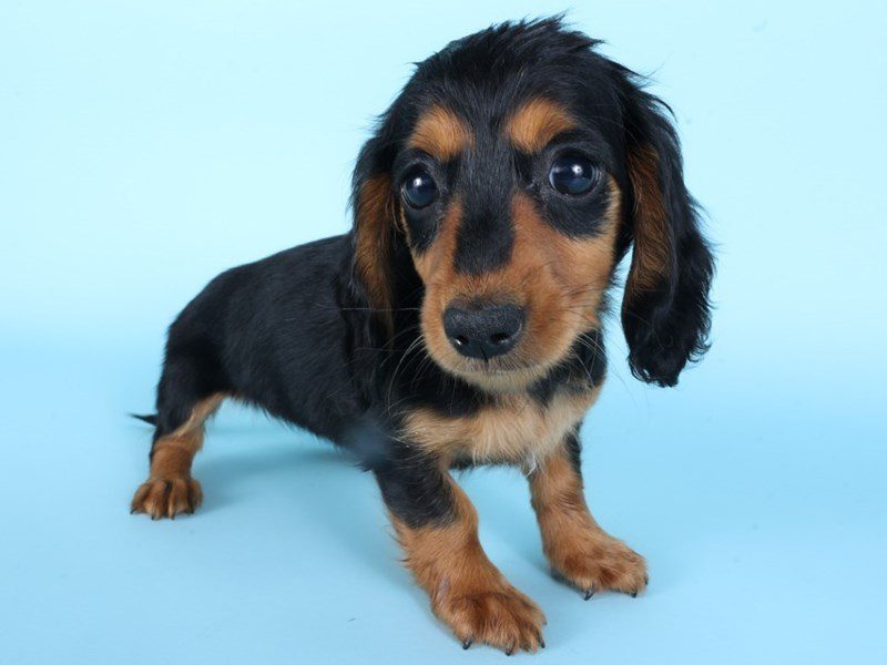 Miniature Dachshund-Dog-Female-Black & Tan-5087845-XO PUPS