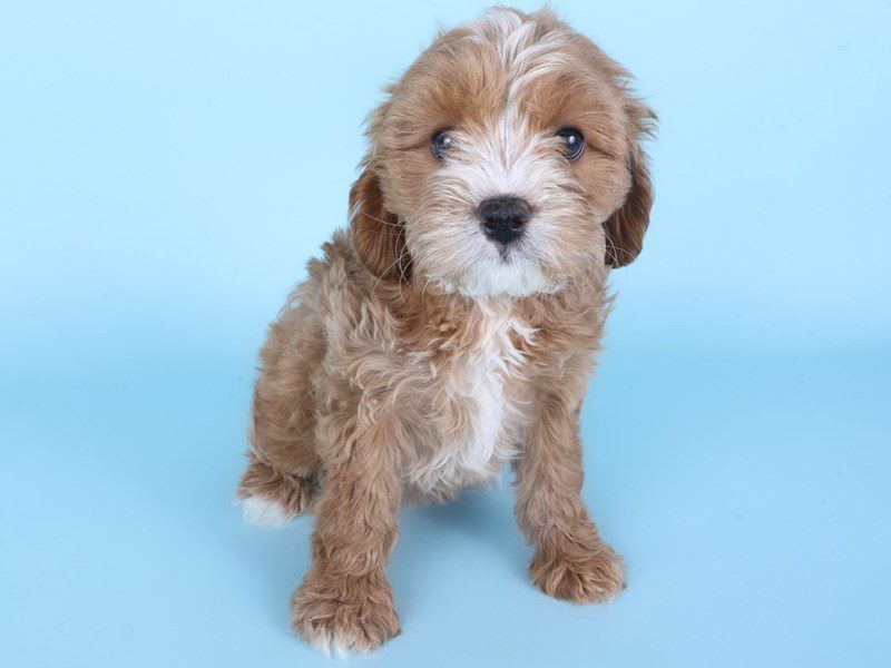[#14937] Red Female Cavapoo Puppies For Sale #2
