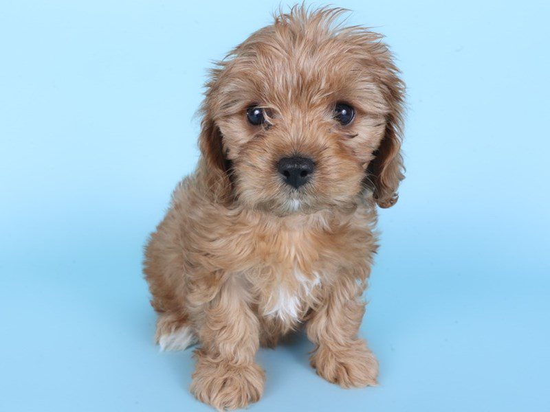 Cavapoo-Dog-Female-Red-5087886-XO PUPS