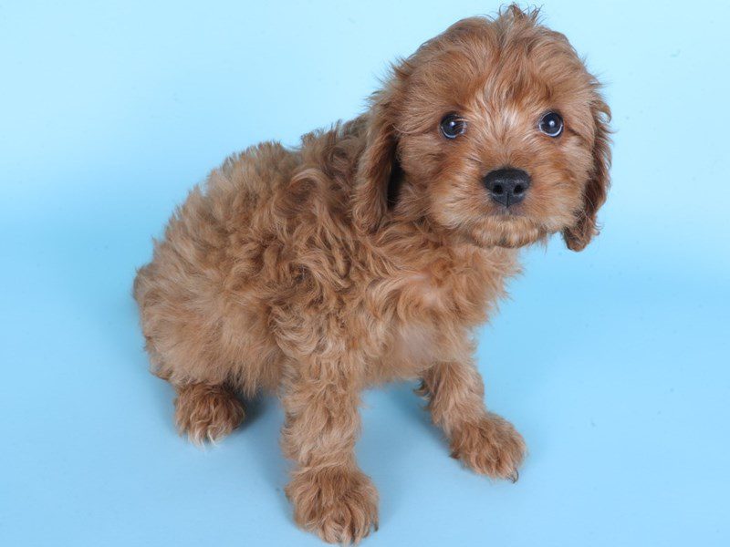 [#14934] Red Male Cavapoo Puppies For Sale #2